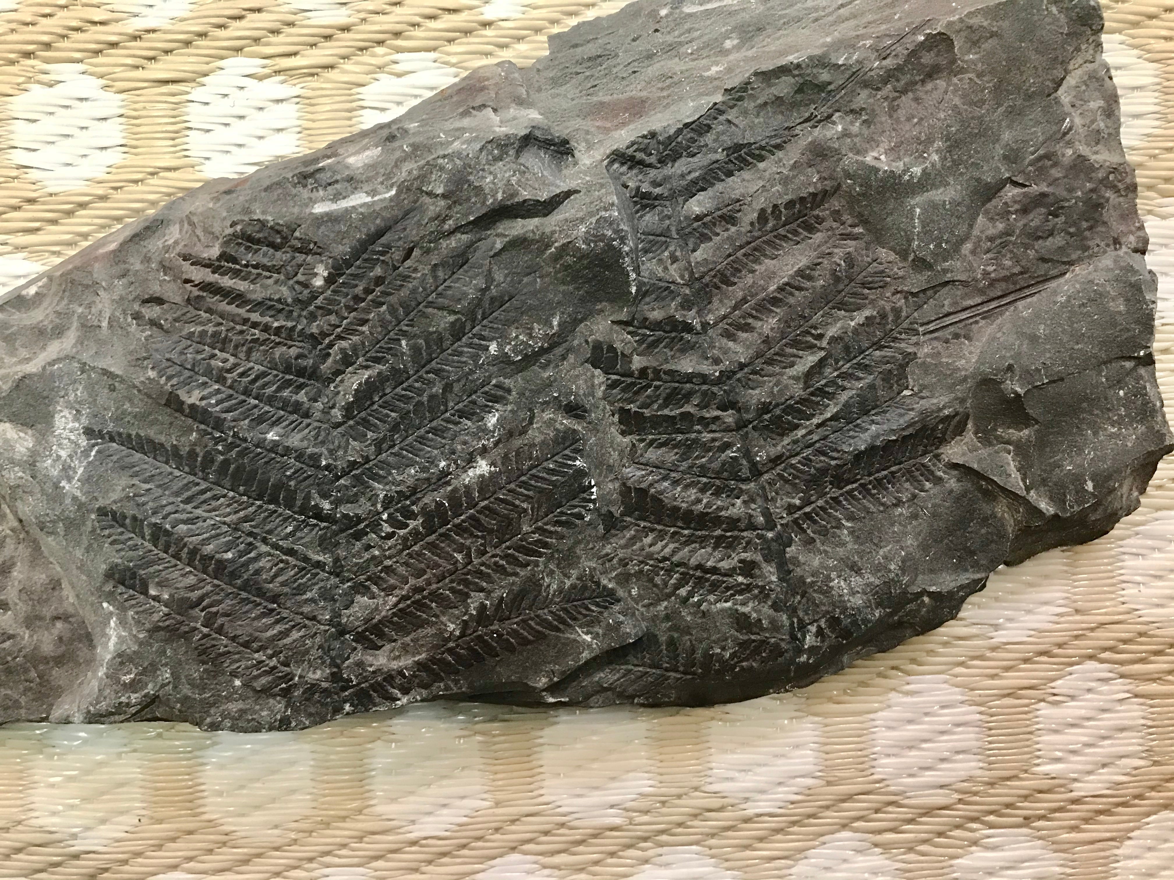Fern Shell Fossil Rock