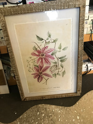 Framed Pink Clematis Prints