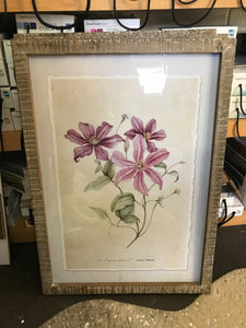 Framed Pink Clematis Prints