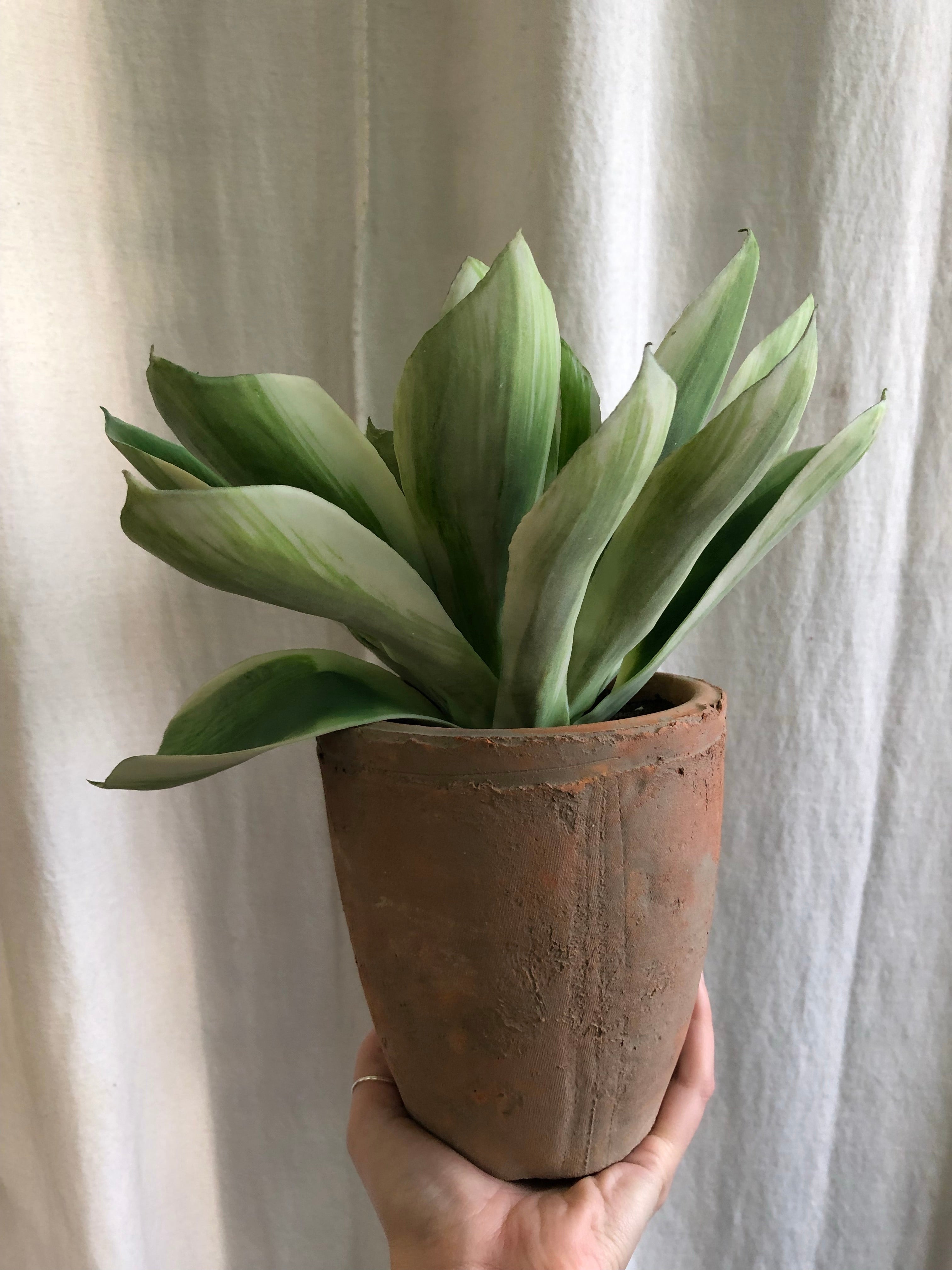Potted succulent
